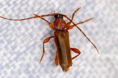 <i>Phymatodes testaceus</i>