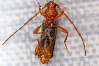 <i>Phymatodes testaceus</i>