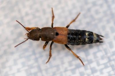 <i>Platydracus chalcocephalus</i>