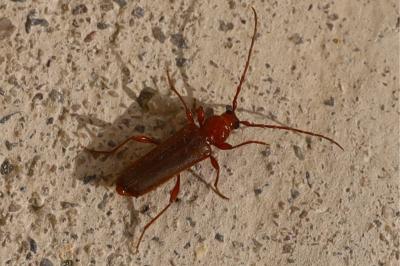 <i>Cantharis rufa</i>