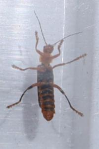 <i>Cantharis rufa</i>