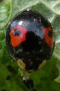 <i>Harmonia axyridis</i>