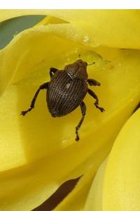 <i>Mononychus punctumalbum</i>