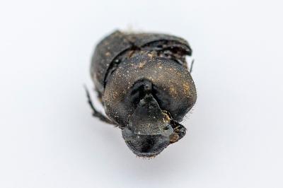 <i>Onthophagus verticicornis</i>