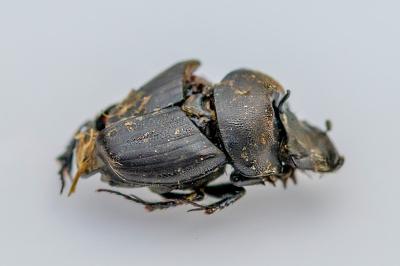 <i>Onthophagus verticicornis</i>