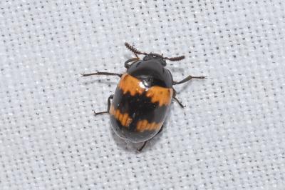 <i>Diaperis boleti</i>