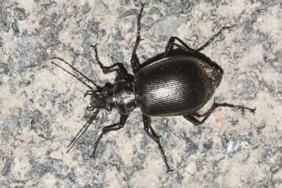 <i>Calosoma inquisitor</i>