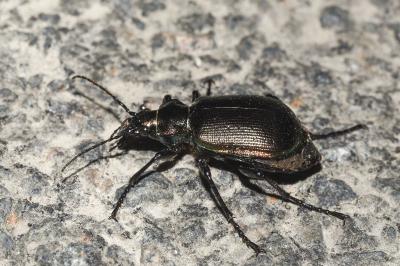 <i>Calosoma inquisitor</i>
