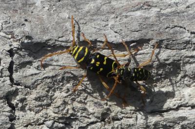 Clytus arietis