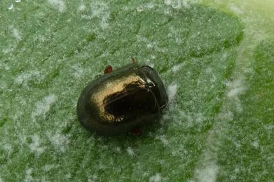 <i>Chrysolina bankii</i>