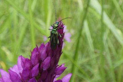 <i>Oedemera nobilis</i>