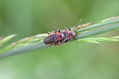 <i>Cantharis rustica</i>
