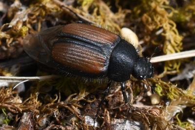 <i>Omaloplia ruricola</i>
