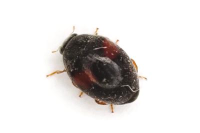 <i>Scymnus</i>