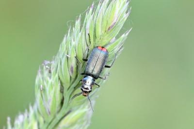 Malachius bipustulatus