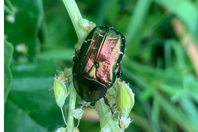 <i>Cetonia aurata</i>