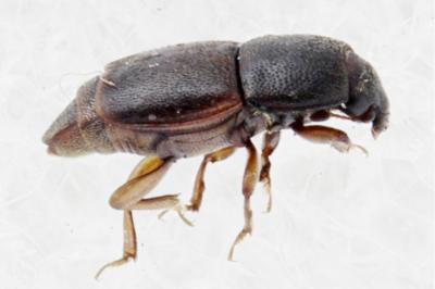<i>Carpophilus marginellus</i>