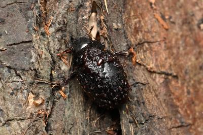 Nosodendron fasciculare