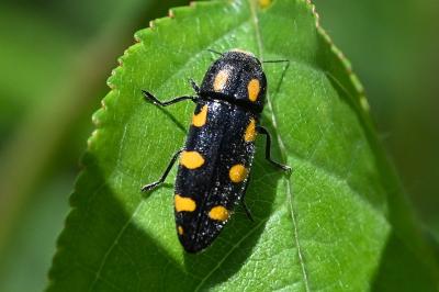 Ptosima undecimmaculata