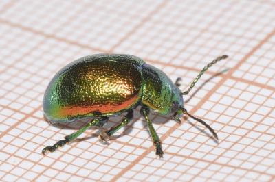 Chrysolina graminis