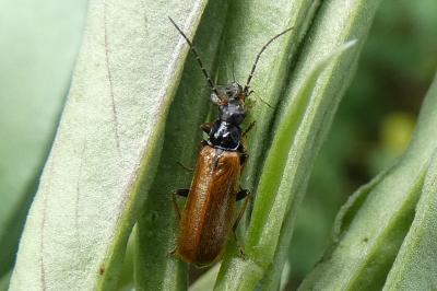 Rhagonycha nigriventris