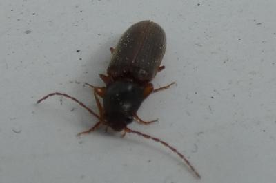 <i>Athous campyloides</i>