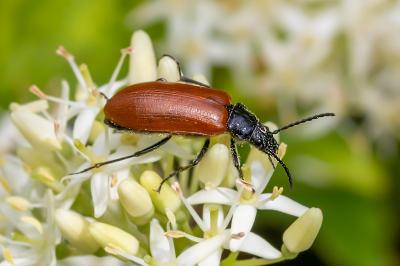 Omophlus lepturoides