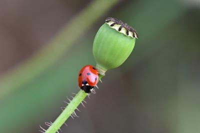 Coccinella septempunctata