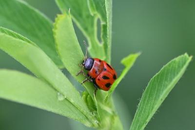 Gonioctena fornicata