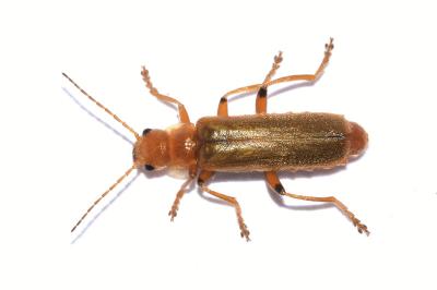 Cantharis cryptica