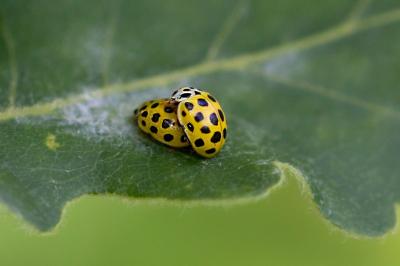 Psyllobora vigintiduopunctata