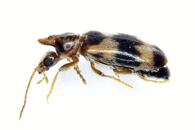 Notoxus trifasciatus