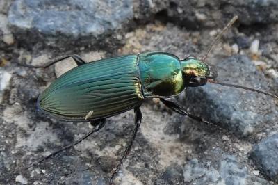<i>Poecilium</i>