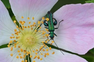 <i>Oedemera nobilis</i>