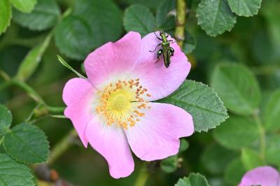 <i>Oedemera nobilis</i>
