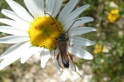 <i>Stenopterus rufus</i>