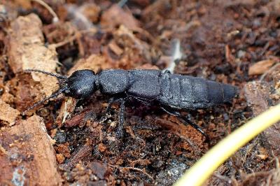 Ocypus olens