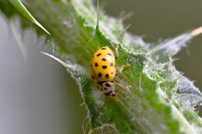<i>Psyllobora vigintiduopunctata</i>