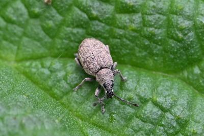 <i>Peritelus sphaeroides</i>
