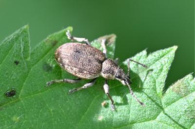 <i>Peritelus sphaeroides</i>