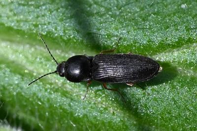 <i>Cardiophorus rufipes</i>