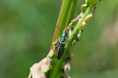 <i>Oedemera nobilis</i>