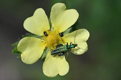 <i>Oedemera nobilis</i>