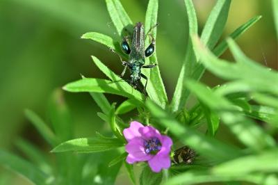 <i>Oedemera nobilis</i>