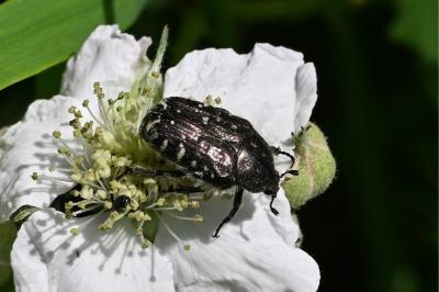<i>Oxythyrea funesta</i>