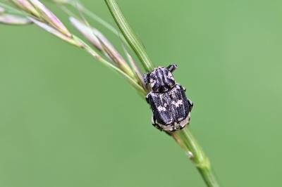 <i>Valgus hemipterus</i>