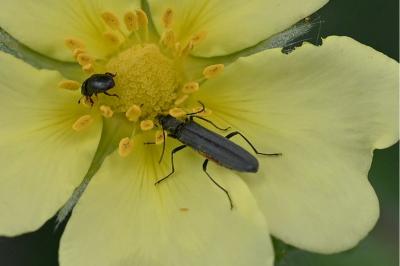<i>Oedemera</i>