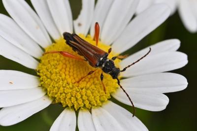 <i>Stenopterus rufus</i>