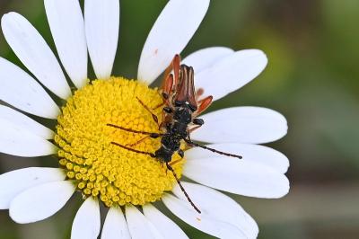 <i>Stenopterus rufus</i>