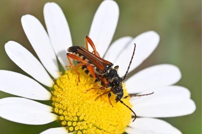 <i>Stenopterus rufus</i>